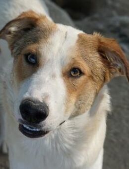 Chico, geb. ca. 10/2024, GRIECHENLAND - Euskirchen