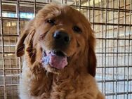 FELIX🩵sozialer Chow-Chow-Retriever-Mix - Hamburg