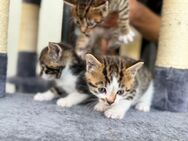 Süße Katzen Babys - Hamburg