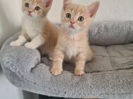 BKH Kitten Golden / Creme Reinrassig - Hagen (Stadt der FernUniversität)