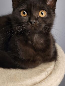 Persermix - Münster