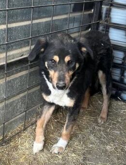 Jesko - aus der Tötung gerettet - Dreikirchen