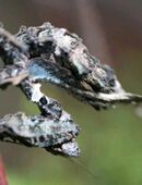 Pseudacanthops lobipes, Gottesanbeterin in 52070