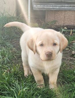 Sieben zuckersüße reinrassige gelbe Labrador-Welpen suchen ein liebevolles Zuhause! - Amberg