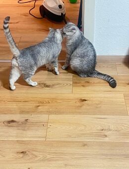 2 Bkh Kater abzugeben - Hagen (Stadt der FernUniversität)