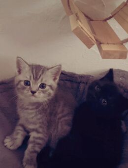 BKH kitten suchen zu Hause. Ab dem 10.09 - Dissen (Teutoburger Wald)