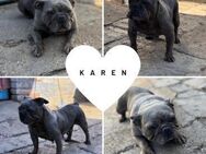 KAREN PP Süße Hündin sucht Happy End - Neustadt (Rübenberge)