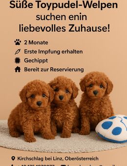 🐩 Süße Toy-Pudel-Welpen suchen ihr neues Zuhause! 🐾 - Passau