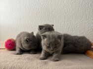 BKH Kitten mit Stammbaum - Bayreuth
