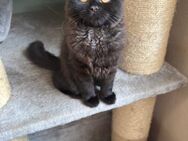 Katzenbabys Persermix - Geisenfeld