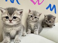 BKH Kitten Reinrassig - Hamm