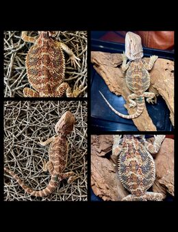 Bartagamen Männchen Half Monster Red Blue (pogona vitticeps) - Hamburg Wandsbek