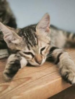 Marta - die Gechillte - Kirchheim (München)