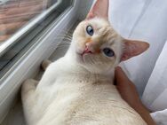 Liebevolle Siam Katzen suchen ein liebevolles Zuhause (einzeln oder zusammen) - München Trudering-Riem