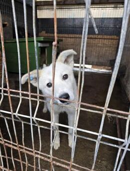 Klenerer Rüde sucht einfühlsame Menschen - Alfdorf