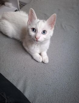 Süße kitten abzugeben - Nürnberg