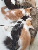 Maincoon Katzen in gute Hände abzugeben/verkaufen in 97421