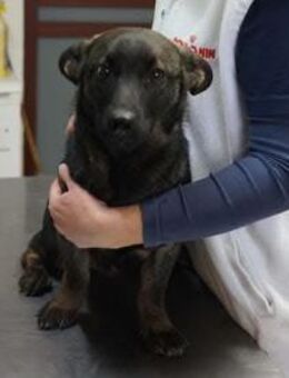 Wolfi ❤️ - Burgsinn