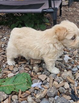 Maltipoo Welpen - Schliengen