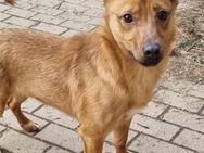 LEO-Pat♥️geseliger Rüde sucht 4ever🏡 - München