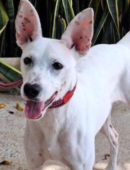 Duna träumt von einer eigenen Familie - Laatzen