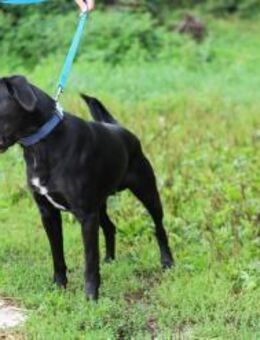 KALLE - verspielter Typ, immer bereit - Overath