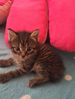 Kitten ab Dezember abzugeben - Bernkastel-Kues