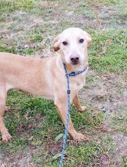 Labrador Mix Evelyn sucht ein Zuhause! - Heinsberg