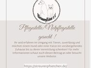 🍀🎉 Pflegestellen/Notfall-Pflegestellen gesucht 🍀🎉 - Dresden