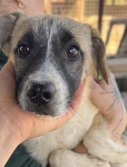 CHILLY ~ tolle Gesichtsmaske - Duisburg