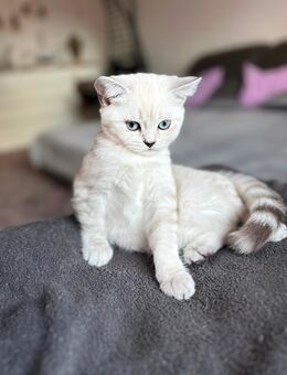 Zwei BKH Kitten (weiblich) - Oberndorf (Neckar)