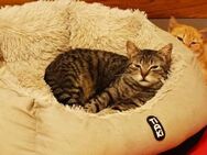 Liebe Rosie sucht ihr Kuschelkörbchen - Margetshöchheim