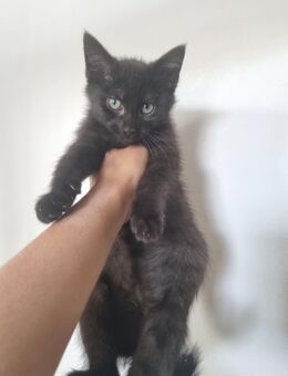 1 Kater abzugeben - Mehlbach