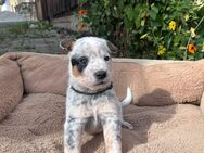 Australian Cattle Dog Welpen - Königsee-Rottenbach