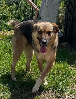 💫Zauberhafte Nash💫 NOTFALL - Eislingen (Fils)