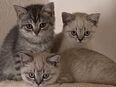 Reinrassige bkh kitten zu verkaufen in 46446