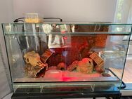 3 Leopadgeckos + Terrarium - Osnabrück