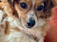 Tolle Chihuahua/Spanielmixhündin Hazel# - Essen