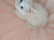 Reinrassige Maine Coon Kitten - Frankfurt (Main)
