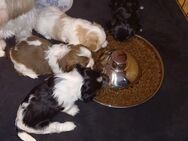 Cavapoo shih Tzu mix welpen - Liebenwalde