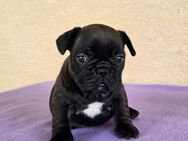 Französische Bulldogge Welpen - Regensburg