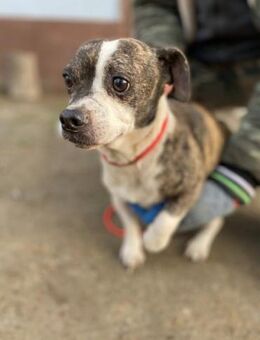 Tonic LM ängstlicher kleiner Kerl - Neustadt (Rübenberge)