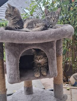 3 kleine Tiger suchen liebevolles zuhause - Hochspeyer