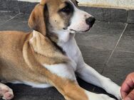 BRUNO - verspielter BUB sucht Familie - Erfurt
