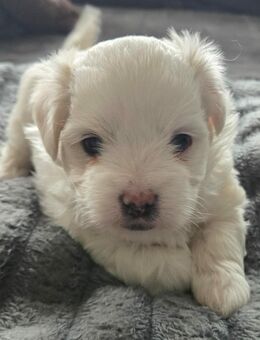 Maltesa / Bolonka Welpe Tom - Warburg (Hansestadt)