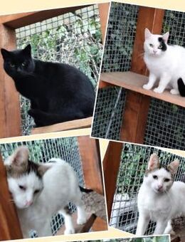 Kater suchen ein liebevolles Zuhause! - Teterow Zentrum