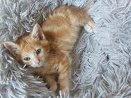 Maine Coon Mix sucht - Wiesenburg