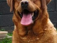 Foxred Labrador Rüde - Altengottern