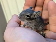 Degus Männchen - Berlin