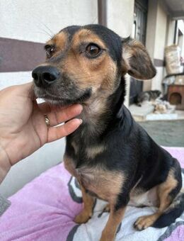 Sonya - Ettinghausen